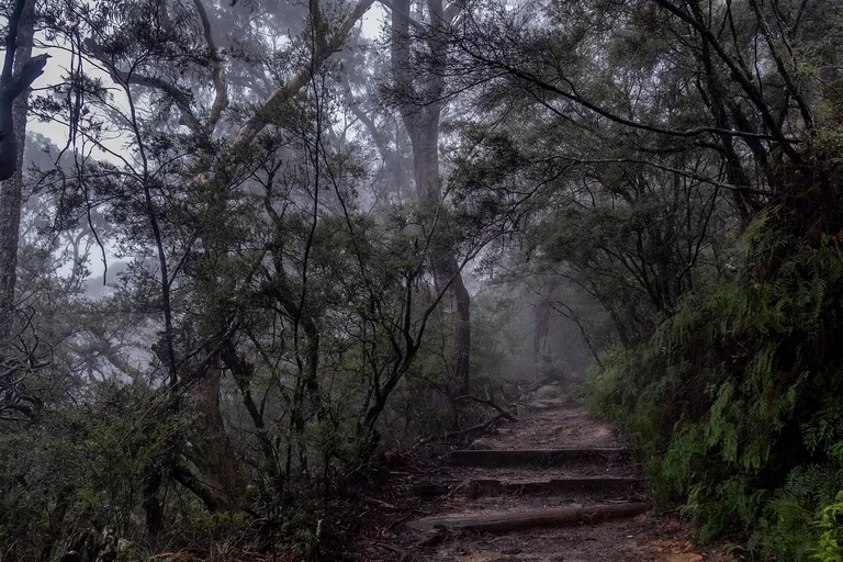 Fog drifting over a forested mountain ridge at dawn